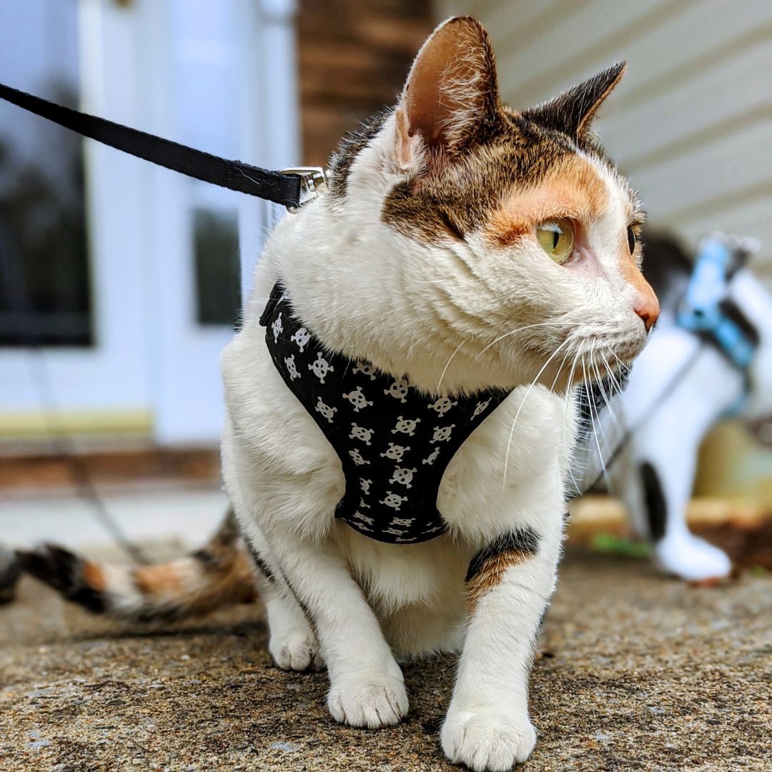 Leash training is the perfect way for your cat to explore the outside ...