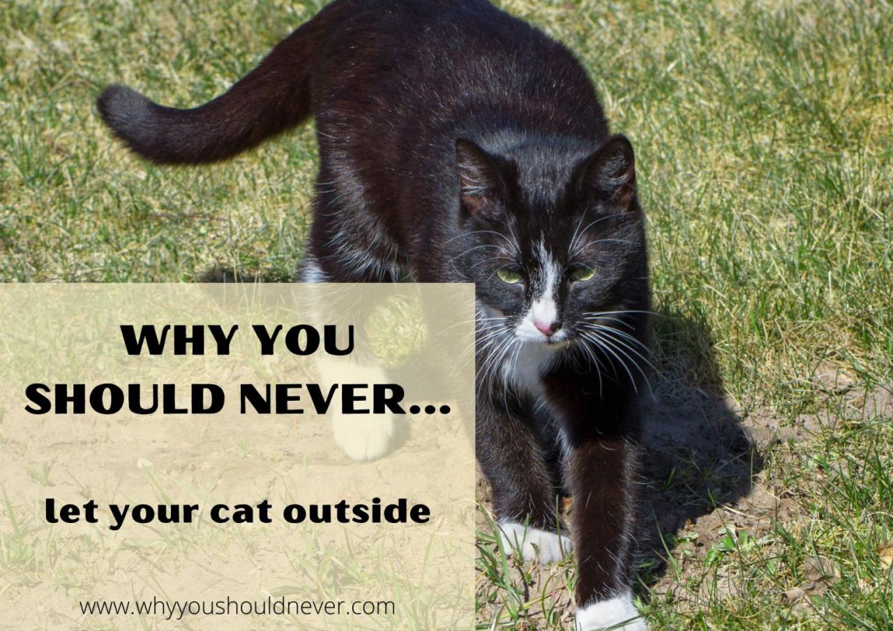 Why You Should Never Let Your Cat Outside – Why You Should Never…