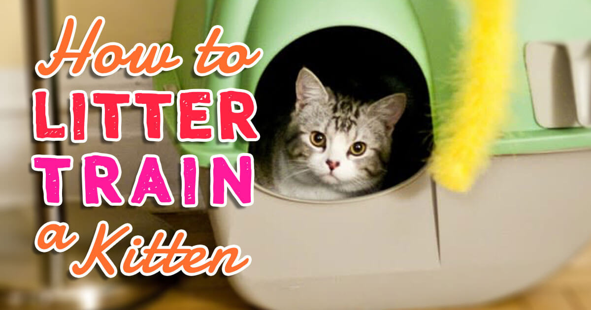 How To Litter Train A Kitten | Upgradedhome.com How To Litter Train A Kitten | Upgradedhome.com