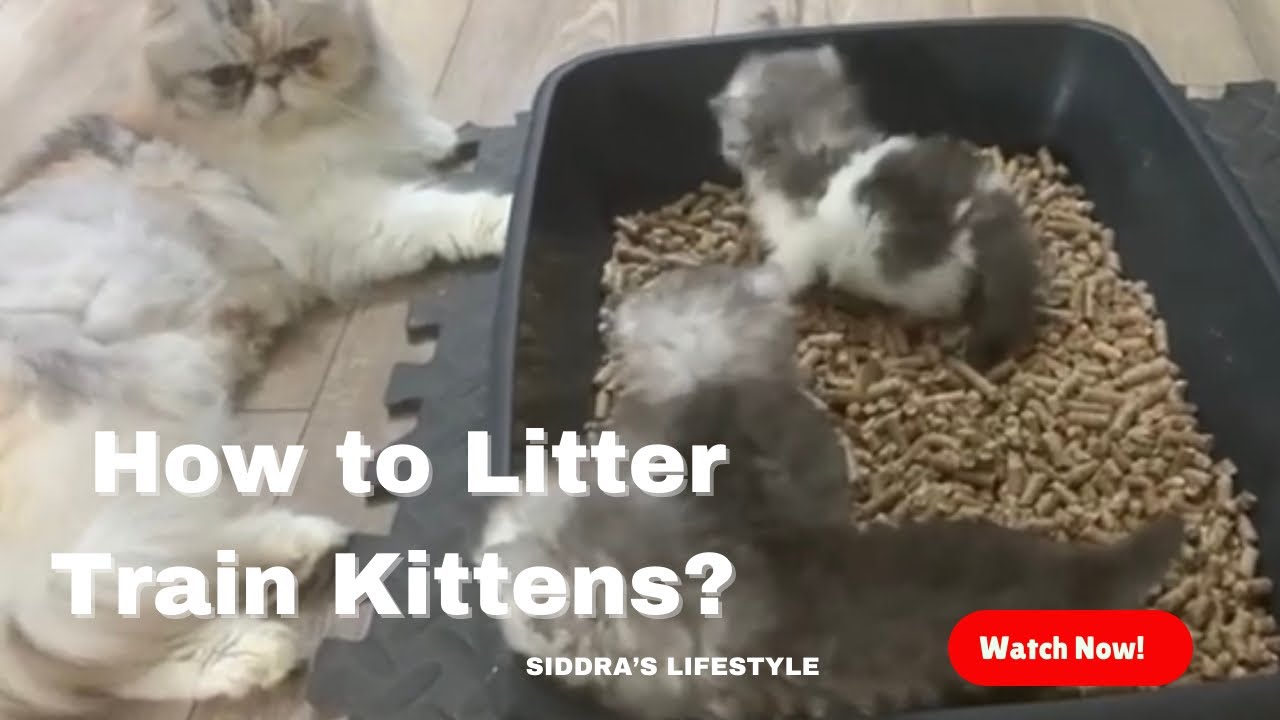 How to Litter Train a Kitten - 5 Easy and Fast Steps [2022]