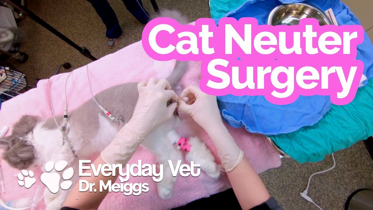 Post-neuter care for your cat - 5 things to do - iCat Shop Post-neuter care for your cat - 5 things to do - iCat Shop