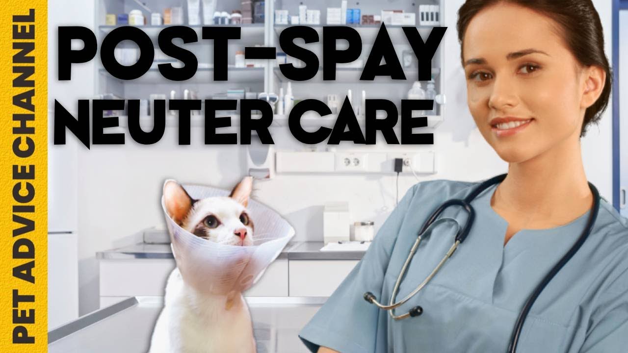 When Should You Neuter Male Cats? - Two Crazy Cat Ladies When Should You Neuter Male Cats? - Two Crazy Cat Ladies