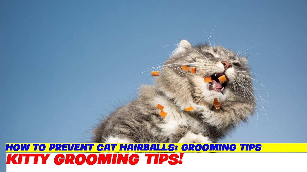 Five Ways To Prevent Hairballs In Your Cat Five Ways To Prevent Hairballs In Your Cat