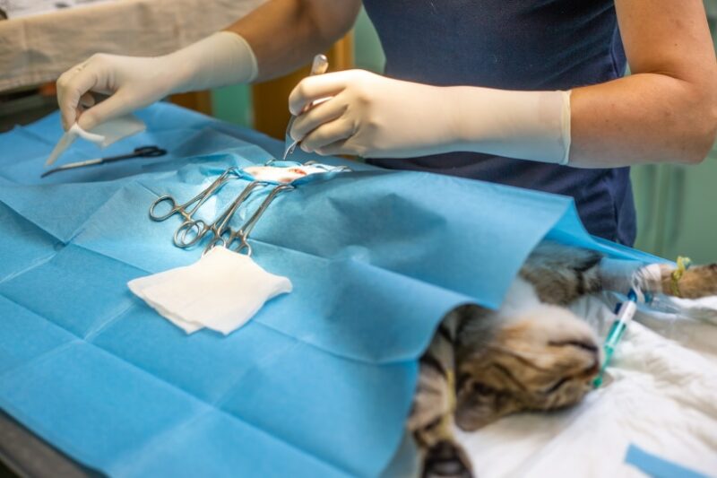 The Pros And Cons Of Neutering A Cat At Home | PetShun The Pros And Cons Of Neutering A Cat At Home | PetShun