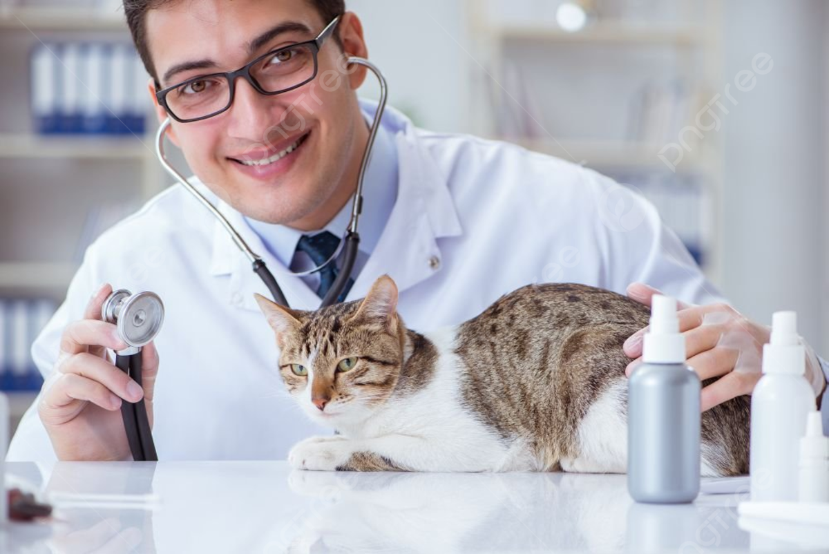 Cat Visiting Vet For Regular Check Up Cat Visiting Vet For Regular ...