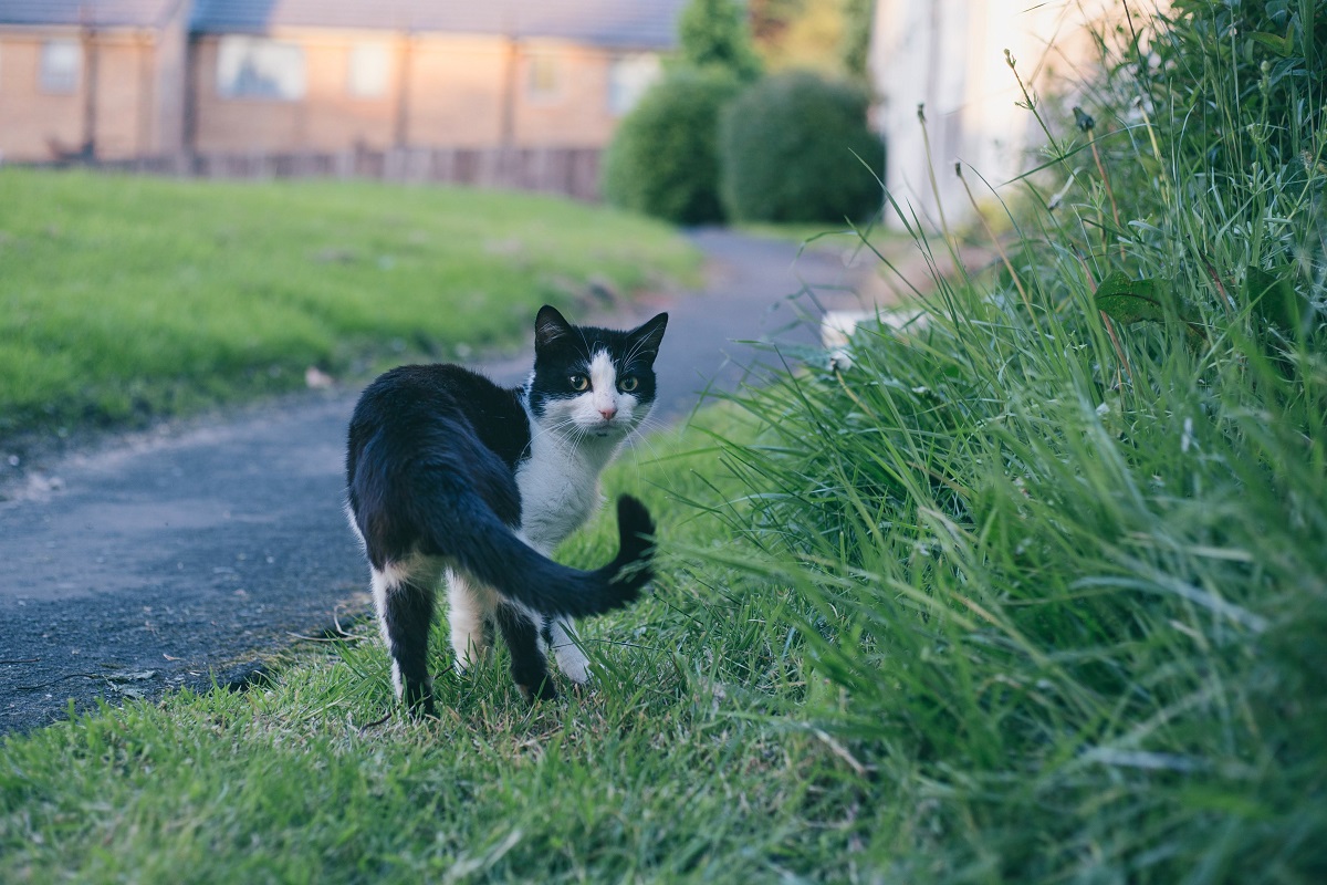 How to Safely Let Your Cat Outside Without It Running Away