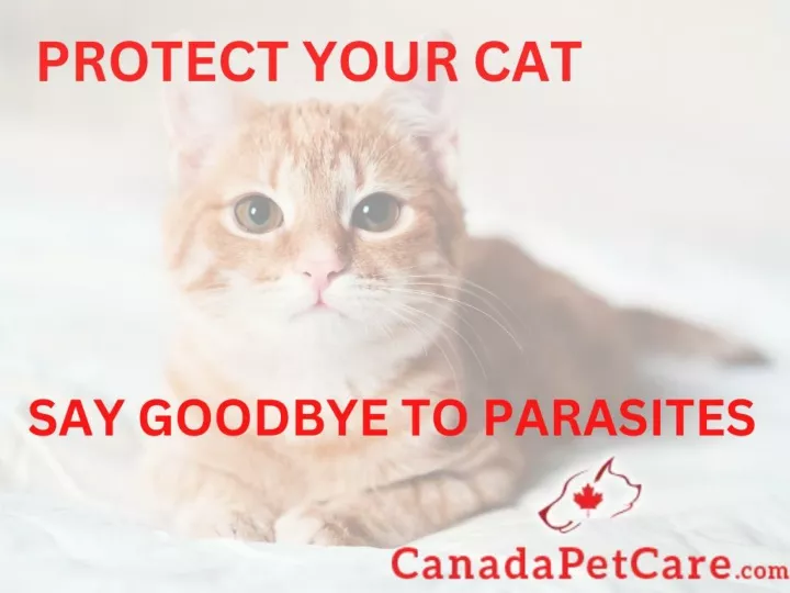 PPT - Protect Your Cat: Say Goodbye to Parasites PowerPoint ...