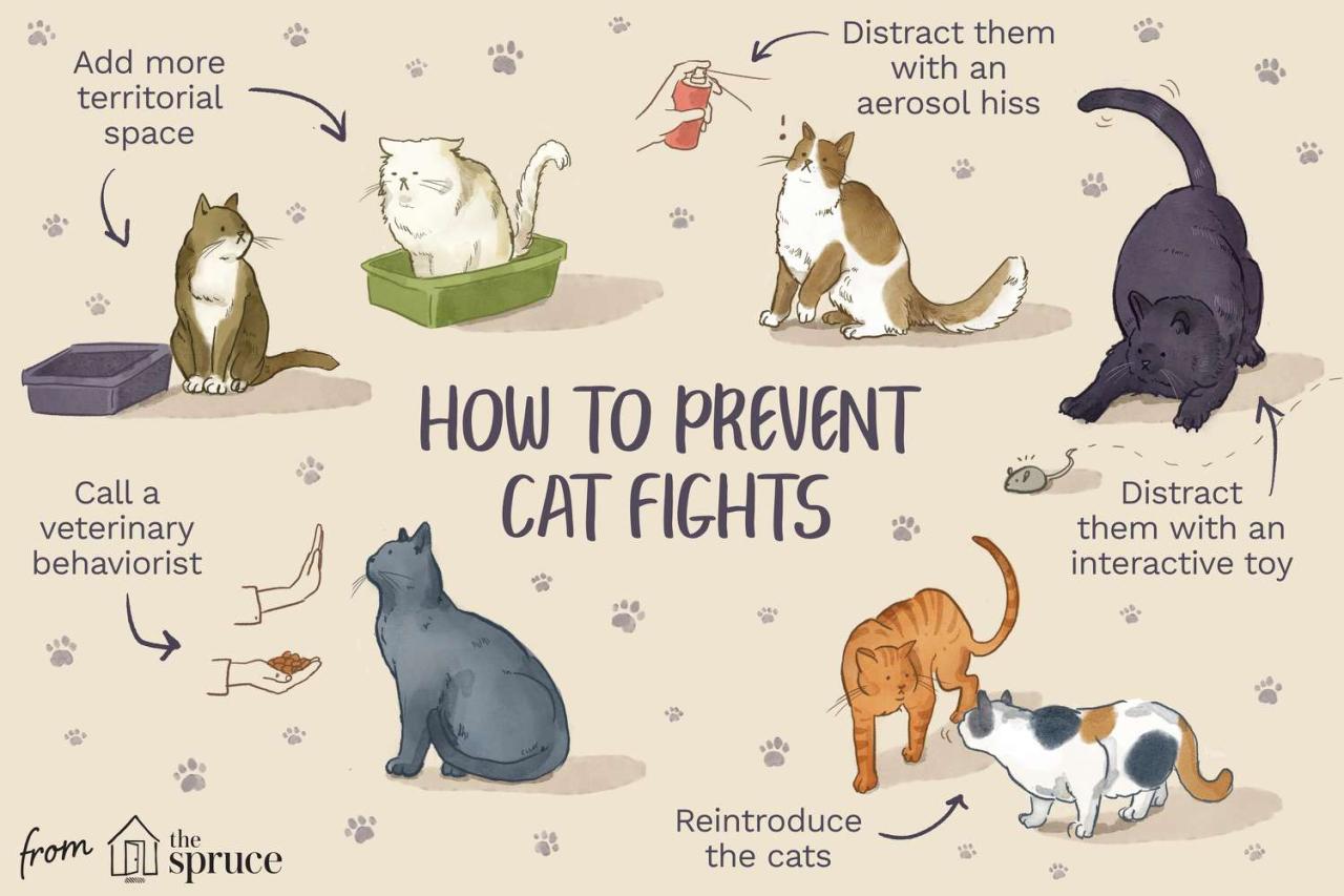 Play vs. Aggression Between Cats: What's the Difference? Play vs. Aggression Between Cats: What's the Difference?