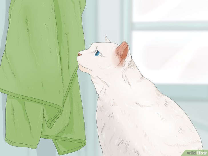 How To Introduce Cat To Your Home - Pet Reveal