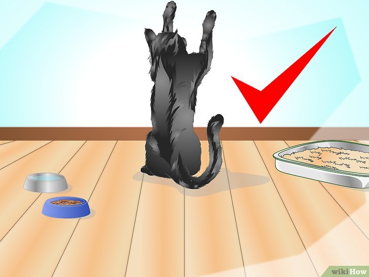 How to introduce cat to new home