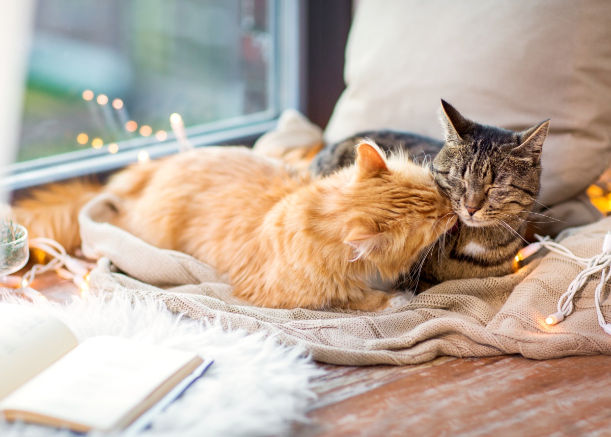 17 Easy Ways to Entertain Your Cat - Your Purrfect Kitty