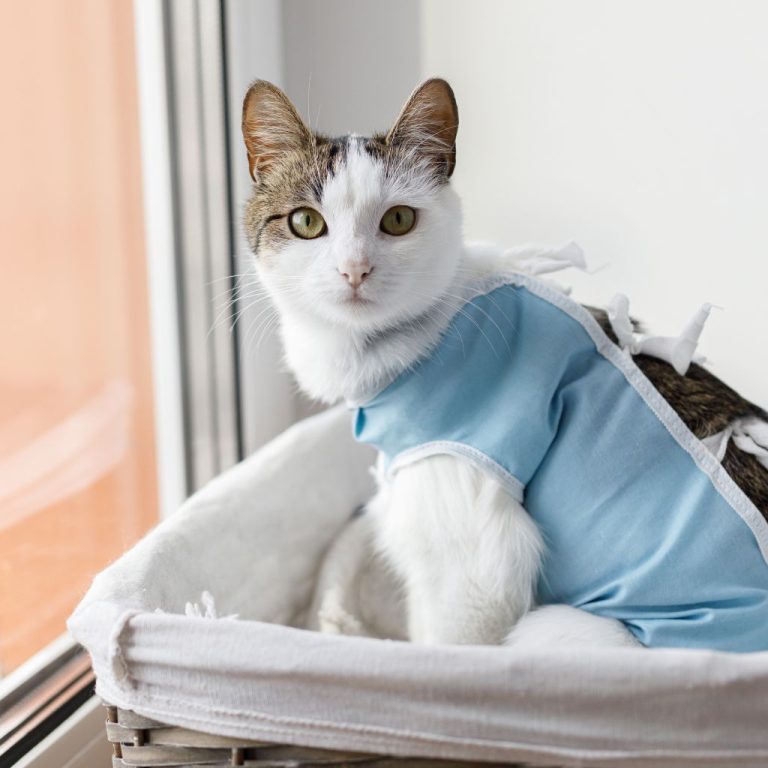 Why You Need to Spay Your Cat Why You Need to Spay Your Cat